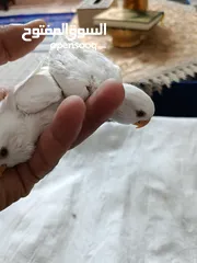  7 فراخ روز البينو بيور عين حمرا