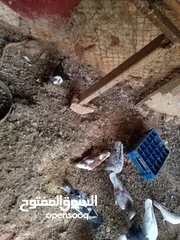  15 حمام للبيع في الزرقاء العالوك بجانب بقالة الصقر التواصل عبر الواتس اب