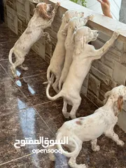  3 جراء سيتر ....جراء صيد