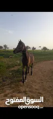  2 حصان عربي غير مسجل