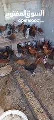  3 فرخات جاج بلدي