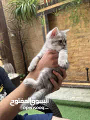 21 قطط سكوتش فولد وسكوتش ستريت للبيع اقرأ الوصف
