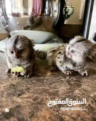  2 lovely marmoset