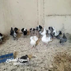  6 حمام للبيع