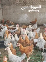  9 دجاج مكس بيور ويوجد دجاج فيومي الالمنيوم