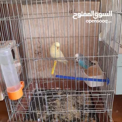  10 طيور حب للبيع سعر الجوز 15دينار مع قفص والمعالفه وبياضاه . طيور حب انجليزي