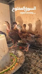  6 دجاج برهومي