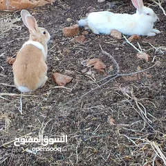  4 موجود ارانب كبار للبيع نقي الجوز على 14 دينار