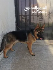  4 كلب جيرمن بيور عمره سنه وشهر للبيع