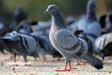  1 خم حمام بلدي للبيع  البيع كوم كامل