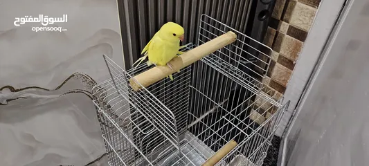  2 ببغاء دره لو اصفر مميز