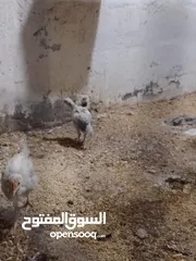  5 متاح أفراخ دجاج عرب اعمار مختلفه