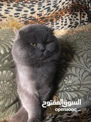  4 ذكر بريتش للتزاوج