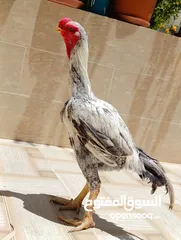  5 جاج ألماني