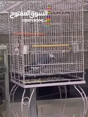  1 ببغاء تتيما