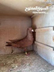  6 حمام ما شاء الله للبيع شوف الوصف