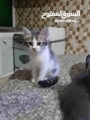  2 قطط شانشيلا كتن