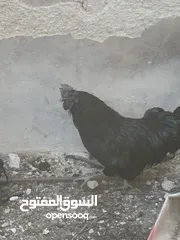  12 ديوك لمبرجيني و صيصان صحة و نظافة  بلدي للبيع