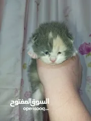  19 قطط عدد 5 بسعر مناسب جدا جدا ومغري مستوى عالي عالي جداً لعشاق التميز والإبداع قطط راغدول مكس وبريتش