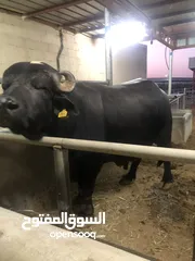  1 Buffalo for sale