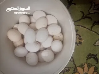  1 بيض بكستاني مخصب مكفول