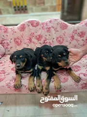  6 كلاب رتوايلر للبيع