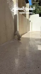  2 كلب للبيع الموقع جبل عمان