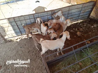  14 ماغز لاتينو جامبو وسيناني الاول في العالم للحليب