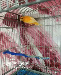  5 فحل كنار احمر
