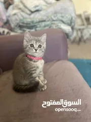  2 قطه شرازيه / مون فيس