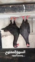  3 جواز حمام للبيع