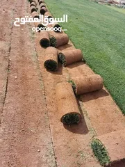  3 نجيل طبيعي نجيل ديكوندرا