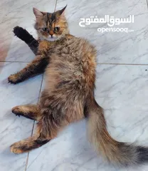  3 قطة أنثى بيرشان فارسي فصيلة مميزة للتزاوج