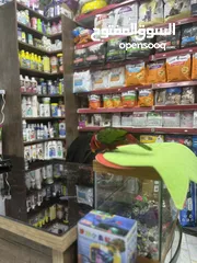  8 ببغاء اللوري رومانسي ولعوب راقص متكلم