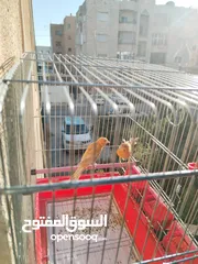  4 جوز كنار للبيع بدون قفص