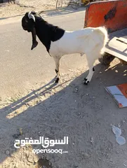  8 فحل افغاني للبيع