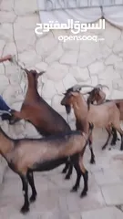  2 فحل وماعز البينو الاصلي