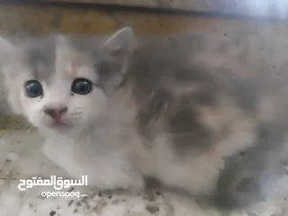  1 بسة للتبني