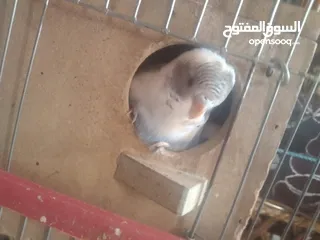  5 عصافير حب بادجي 2 مع القفص