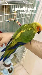  3 Sun Conure