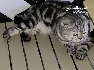  2 أنثى سكوتش تربل فولد اصل وفصل ذيل قصير  A female pure Scottish triple fold shot tail