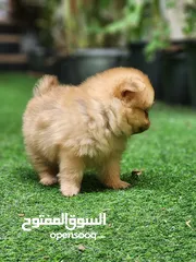  3 Teacup Pomeranian puppies