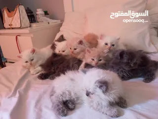  1 قطط للبيع النوع شيرازي لعوبين جدا