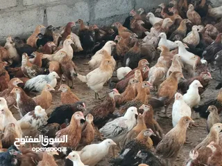  2 للبيع دجاج محلي عماني