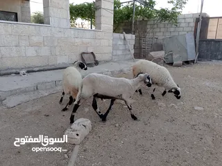  5 خرفان أضاحي قبرصي للبيع
