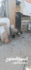  18 دجاج للبيع