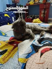  6 قط شيرازي سكني جميل للبيع يحب صاحبه جدا ايا يكن يحب الإسترخاء والنوم