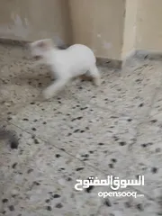  2 قط سيامي ذكي جداا عمره شهور