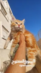  2 تبني قطشيىازي