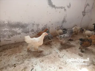  4 فرخات. براهمي . مشكل   في بف وفي بلاك     فرخات. ما شاء الله